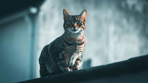 Portrait of tabby cat