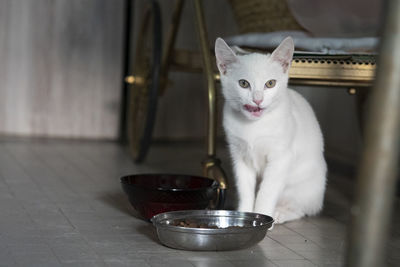 Portrait of cat sitting on table