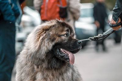 Close-up of dog looking away