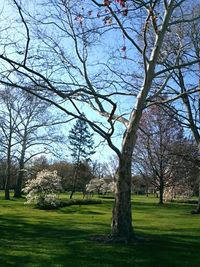 Trees in park