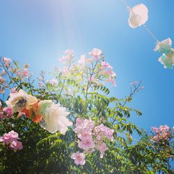 Low angle view of pink flowers blooming on tree against sky