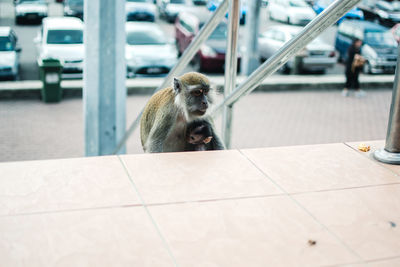 Monkey sitting on a stairs