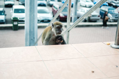 Monkey sitting on a car