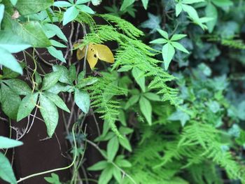 Close-up of insect on plant