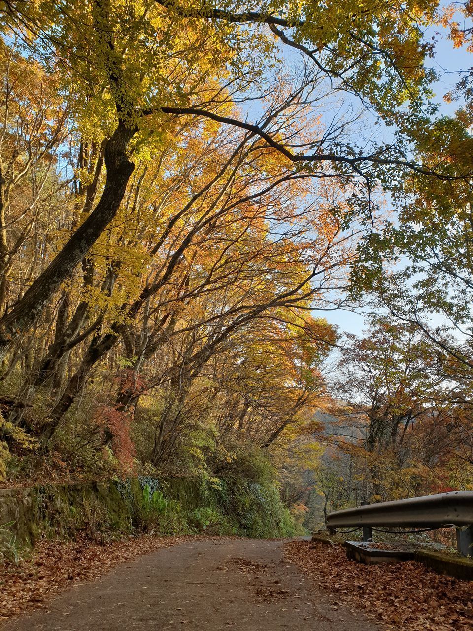 ROAD AMIDST TREES IN AUTUMN