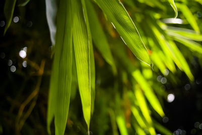 Close-up of water drops on plant