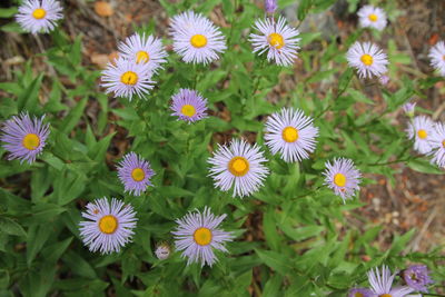 Full frame shot of yellow daisy blooming outdoors