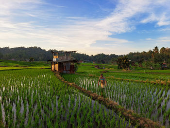 Scenic view of agricultural field against sky