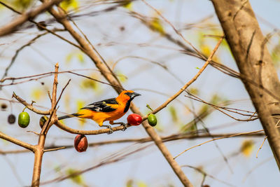 Close-up of an oriole bird perching on a tree