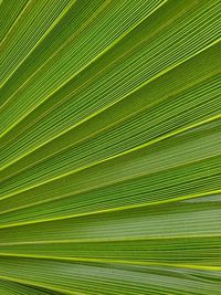 Full frame shot of palm leaves