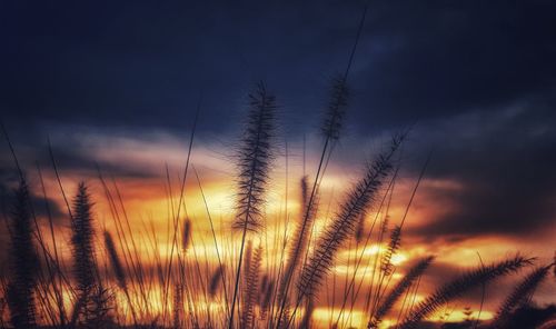 Close-up of wheat growing on field against sky at sunset