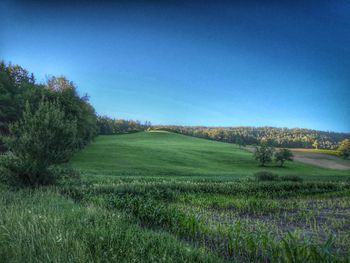 Scenic view of grassy field against clear blue sky