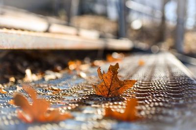 Close-up of autumn leaf on steps