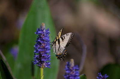 Close-up of butterfly pollinating on purple flower