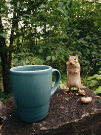 View of a cat on ground