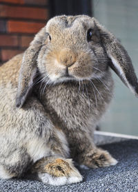 Bunny on top of its cage looking at the camera