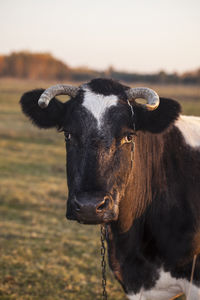 Portrait of cow on field