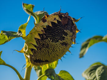 Low angle view of insect on sunflower against sky