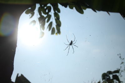 Close-up of spider on web