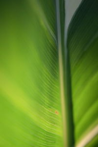 Full frame shot of palm leaves