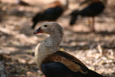 Close-up of bird perching outdoors