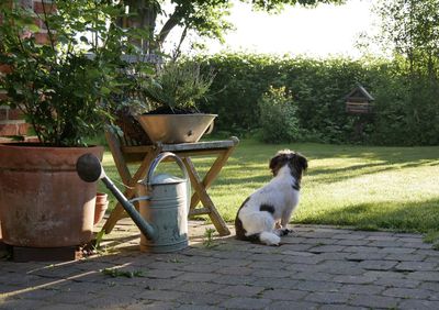 Dog sitting in yard