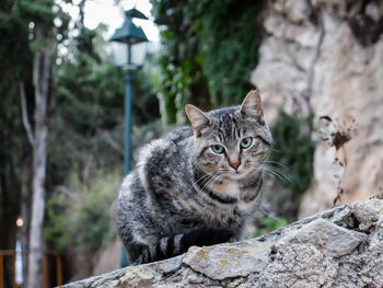Portrait of tabby cat sitting on rock