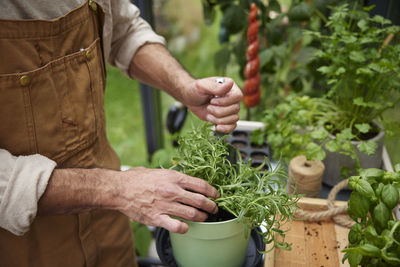 Midsection of man holding potted plant