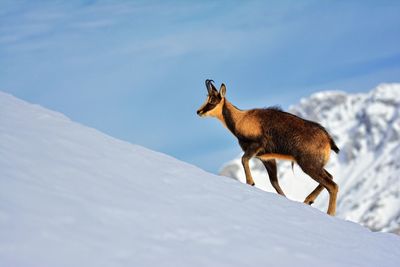 Giraffe on snow covered field against sky