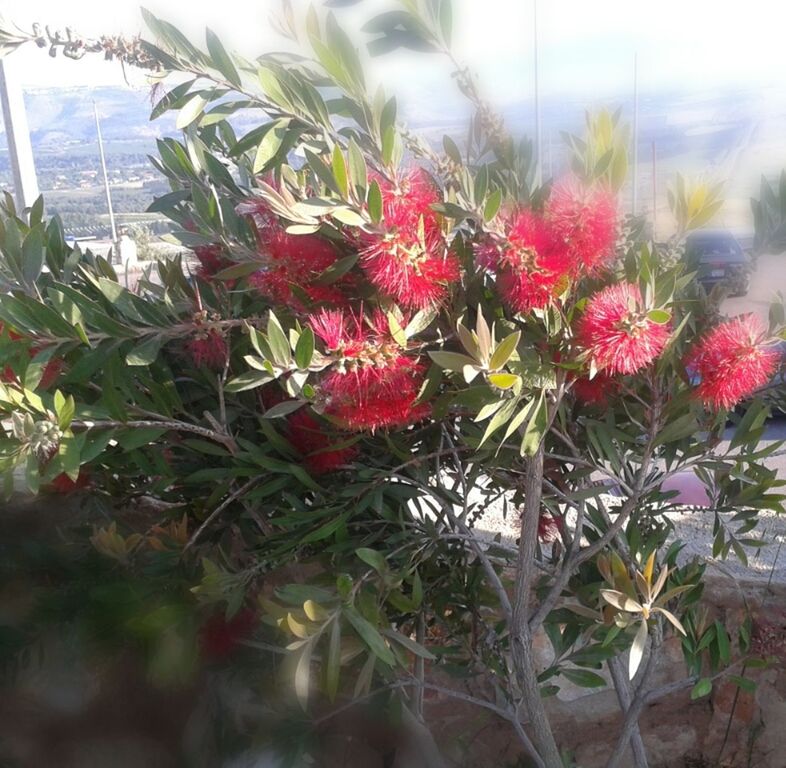 flower, growth, freshness, plant, red, fragility, leaf, nature, beauty in nature, close-up, growing, focus on foreground, day, blooming, stem, in bloom, no people, outdoors, petal, botany