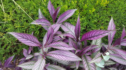 Close-up of flowers growing outdoors