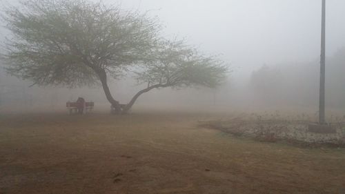 View of trees on field against sky