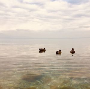 View of ducks swimming in lake