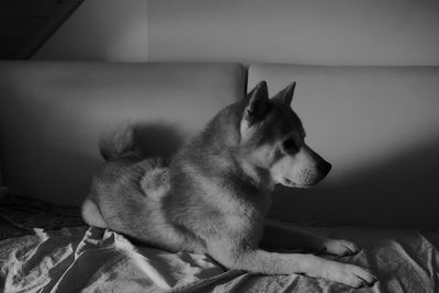 Close-up of a dog resting on bed