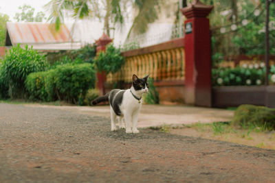 Cat in the road