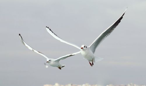 Low angle view of seagulls flying in sky