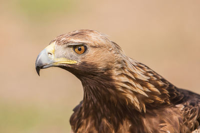 Close-up of a bird