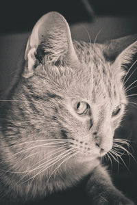 Close-up portrait of a cat