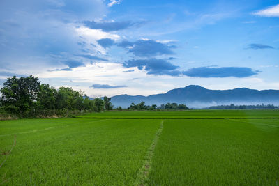 Scenic view of agricultural field against sky