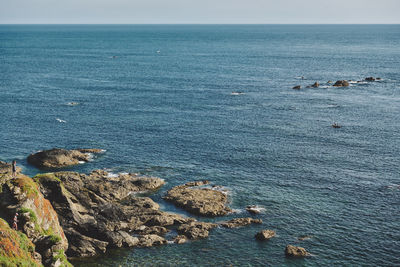 View of seagulls on sea shore at lizard point in cornwall, england