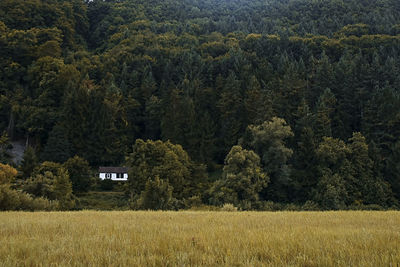 Trees on field in forest