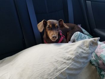 Portrait of dog sitting on bed