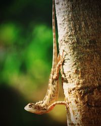 Close-up of lizard on tree trunk