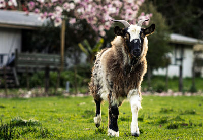 Portrait of an animal on field