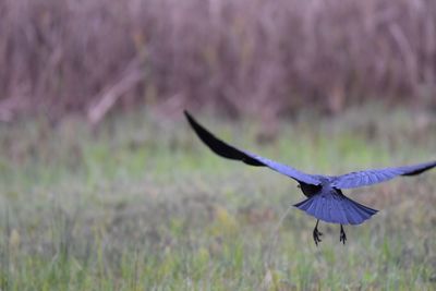 Raven flying over a field