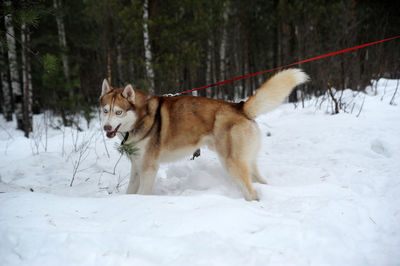 View of a dog on snow covered field