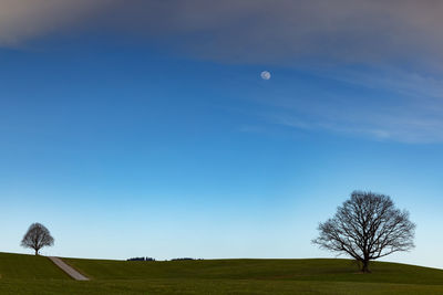 Bare tree on field against sky