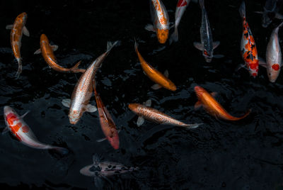 High angle view of koi carps swimming in lake