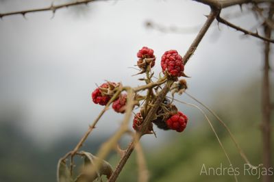 Close-up of red berries on tree