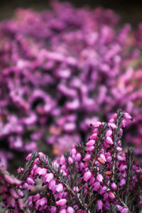 Close-up of purple flowers